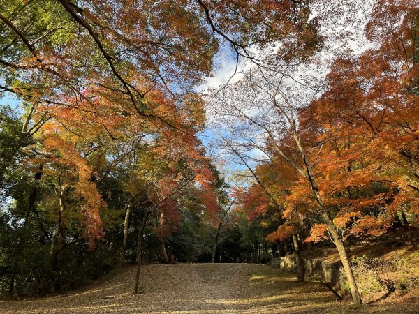 池田 五月山公園の緑楓台で癒やしのひと時 鮮やかな紅葉と自然の音 まちっと北摂