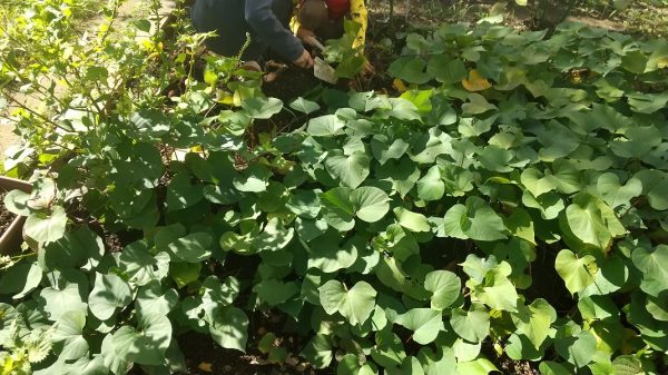 柏 家庭菜園1年目 サツマイモの栽培 収穫 調理 実食 まちっと柏