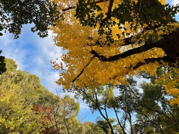 池田 五月山公園の緑楓台で癒やしのひと時 鮮やかな紅葉と自然の音 まちっと北摂