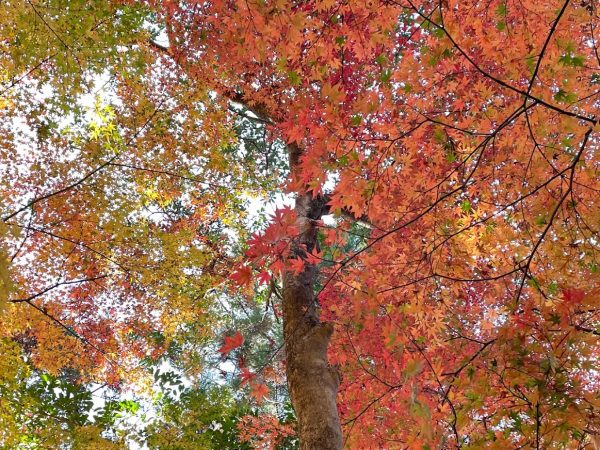 池田 五月山公園の緑楓台で癒やしのひと時 鮮やかな紅葉と自然の音 まちっと北摂