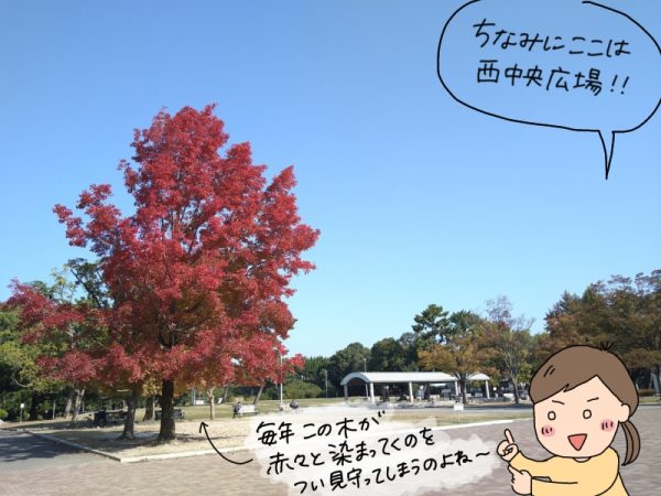 秋になると西中央広場のこの木が楽しみ！（2021年11月中旬撮影）