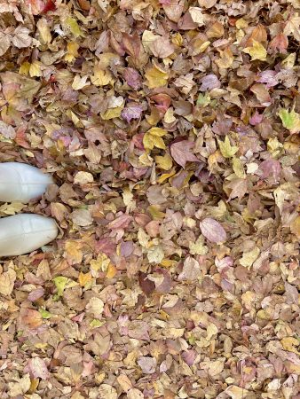 足元には落ち葉の絨毯🍁