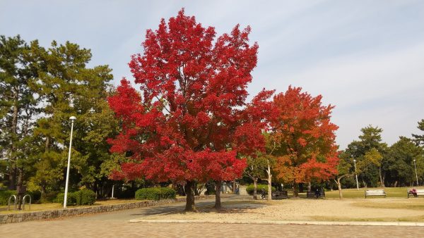 近くの広場には秋になるとこんなにきれいに色づく木があります