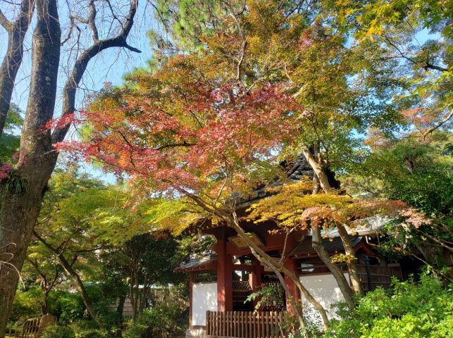 【松戸市】歴史を感じながら紅葉を楽しむならここ！@本土寺