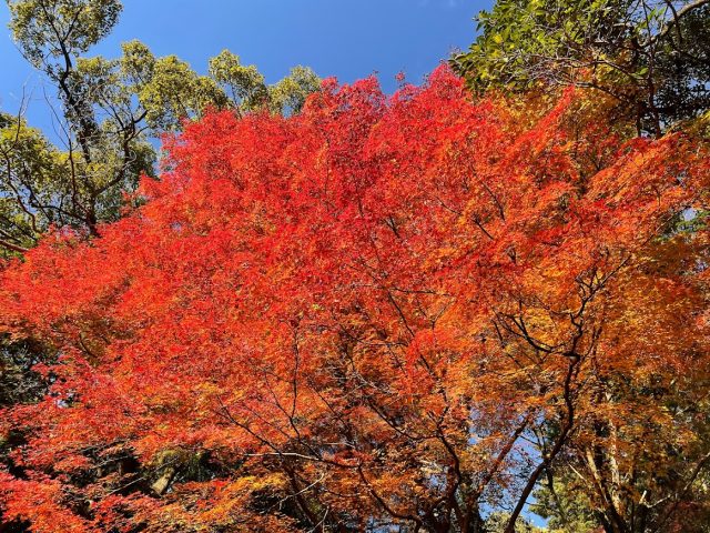 【池田】五月山公園の緑楓台で癒やしのひと時～鮮やかな紅葉と自然の音～