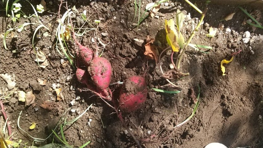 【柏】家庭菜園1年目~サツマイモの栽培、収穫、調理、実食~