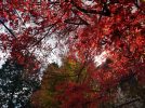 【松戸】紅葉が綺麗な場所を見つけたよ＠日暮（ひぐらし）公園