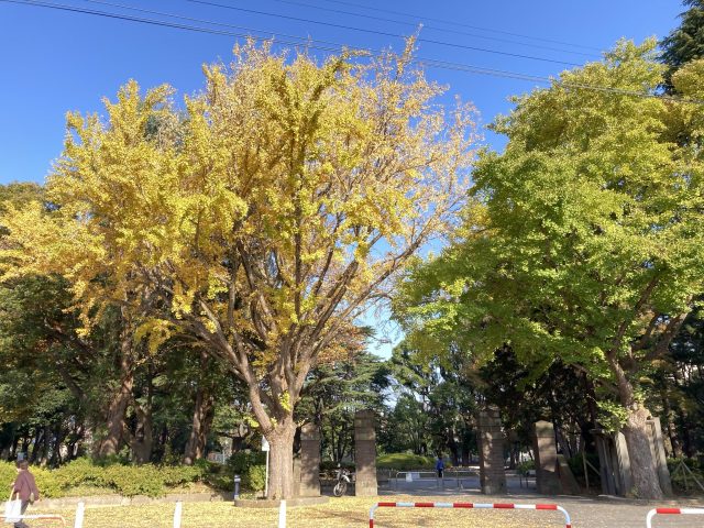 【松戸】雰囲気漂う、松戸中央公園の黄葉がきれいだったよ！