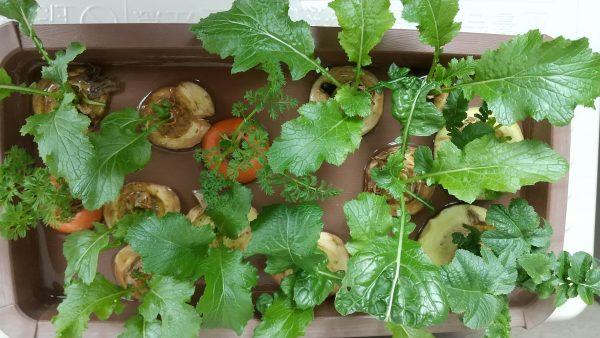 ベランダで育てている再生野菜。カブ、ダイコン、ニンジン。