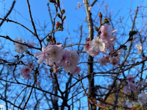 冬桜もしくは梅