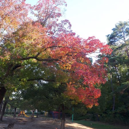 秋は彩やかだった木が・・・