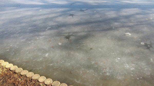 池の氷が　星型に！　「これが星の謎だったら　スゴイヨネ」