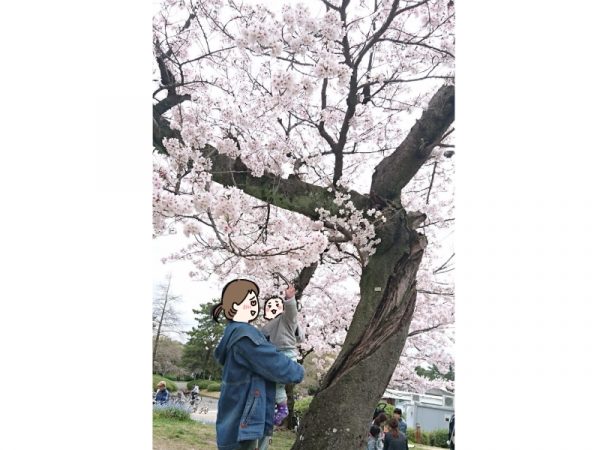 豊中 池田 22年桜の開花は 観賞スポットを過去写真からピックアップ まちっと北摂