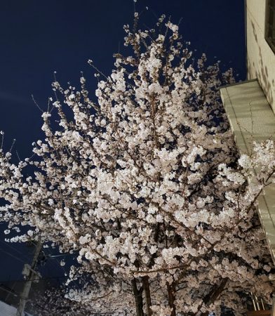 夜桜もとってもきれいなんです！今年も楽しみ！