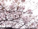 【抽選でプレゼント！】去年までの”北摂の桜” 写真・情報を募集中！「教えたい/教えて」で投稿してね！