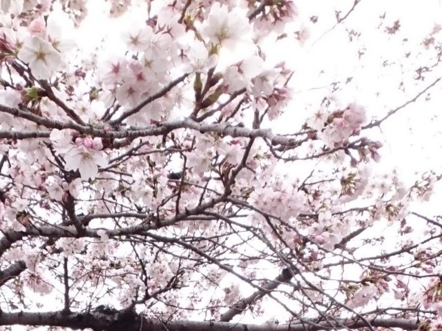 【抽選でプレゼント】去年までの”地元の桜” 写真・情報を募集中！「教えたい/教えて」に投稿しませんか