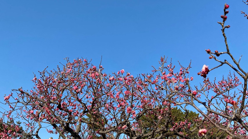 【豊中】梅の花が咲いている！服部緑地の梅林の“八重寒紅”が5分咲きです