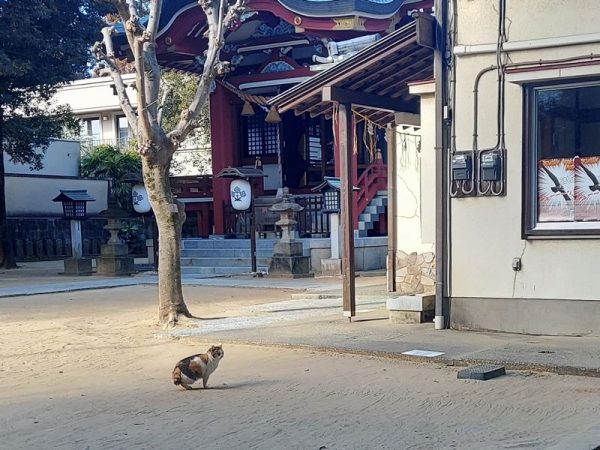 動物に優しい神社のためか（？）、20分くらい境内にいる間に4匹のネコに出会いました。