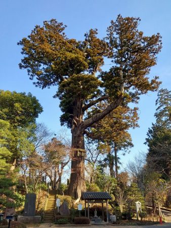 妙照寺の大杉は柏市の指定文化財（天然記念物）。目通り幹周囲が約6メートル、上部に注連縄をまわしてあります。樹齢は不明ですが、鎌倉時代のものと推察されます。