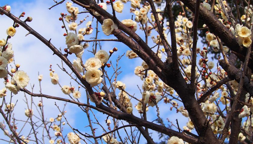 【茨木】色とりどりの梅が美しい！～元茨木川緑地の梅林～