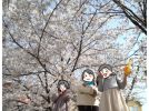 【豊中・池田】2022年桜の開花は？観賞スポットを過去写真からピックアップ！