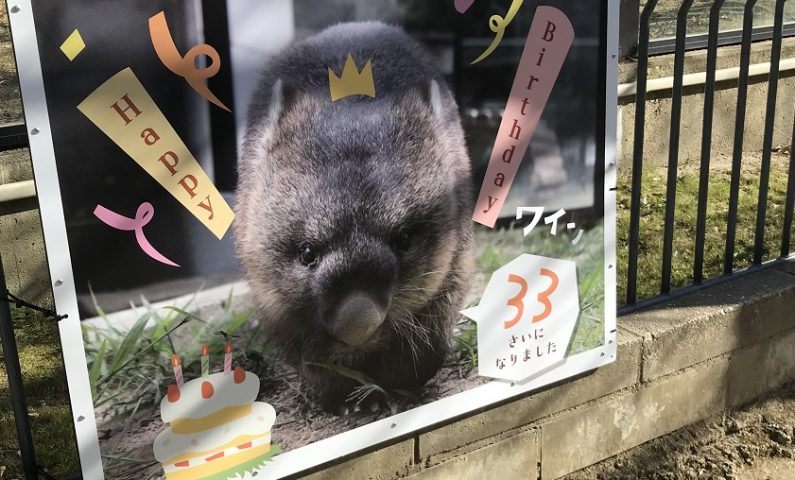 【池田】五月山動物園の最長老ウォンバット、ワイン33歳があの記録に挑戦するんだって