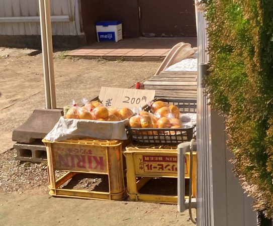 柑橘を玄関先で販売しているのを発見！