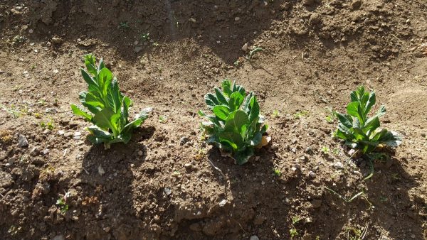 柏 再生野菜 リボベジ で気軽にボタニカルライフ その2 まちっと柏