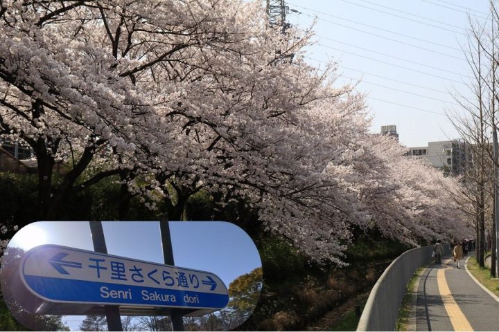 【吹田】桜の季節　吹田のまちを歩いてみた～道路愛称に込められた想いを知る～