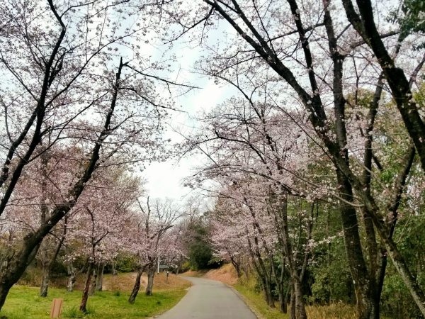 写真では一部しか写せてませんが、もっとたくさん桜がありました～。