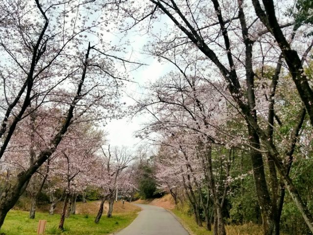 【豊中】服部緑地の桜が満開に近い！見どころを紹介します！