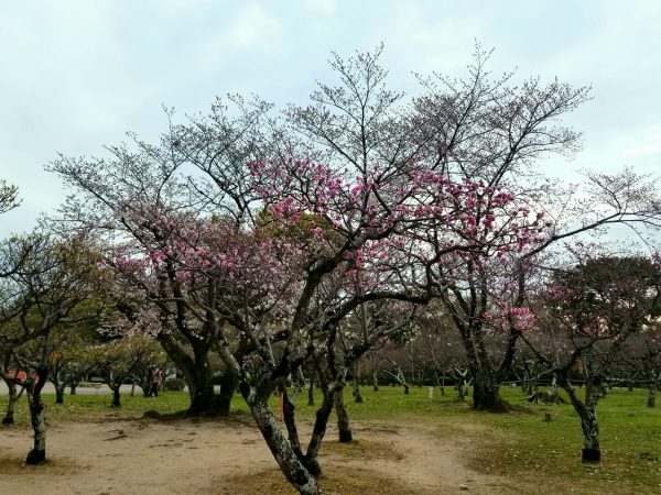 梅林では遅咲きの梅が咲いていて、梅の濃いピンク色と桜の薄いピンク色が混ざり合い、とっても素敵な光景でした⭐