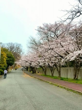 上り坂に沿ってきれいな桜並木が続きます。