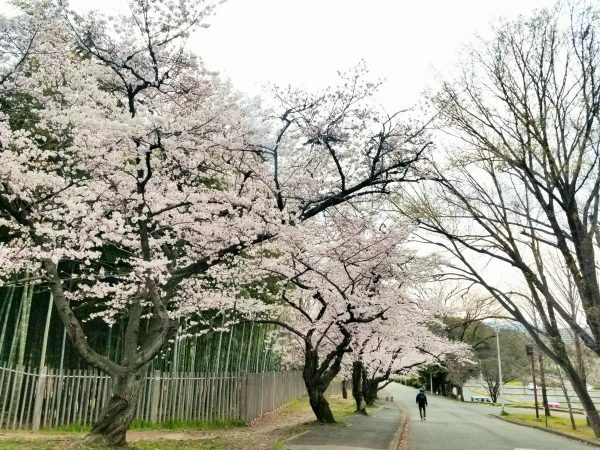 平日だったので人通りも少なく、ゆっくり桜を楽しめました♪