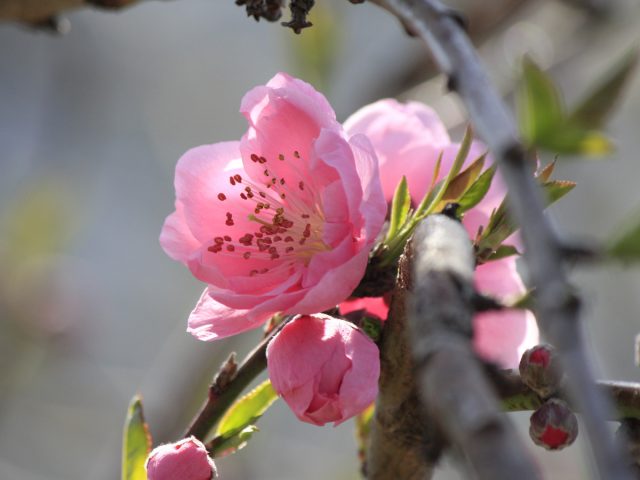 【新松戸】春近し♪坂川沿いの花桃の見頃はいつ？