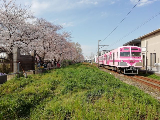 【馬橋～幸谷】ノスタルジックな景色を桜とともに…新坂川遊歩道