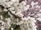 【柏・松戸・我孫子】地元人オススメの桜・お花見スポット2022
