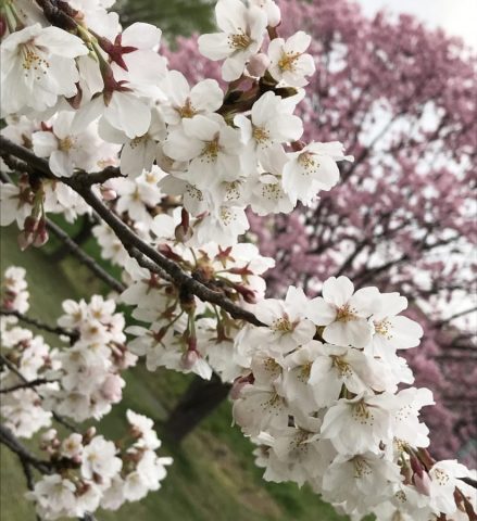 【柏・松戸・我孫子】地元人オススメの桜・お花見スポット2022