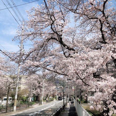 箕面の駅近くで、空気も綺麗ですしとっても気持ちいい桜日和でした。