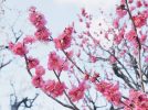 【吹田】万博記念公園の梅林に行ってきました！「梅まつり」は3月13日（日）まで
