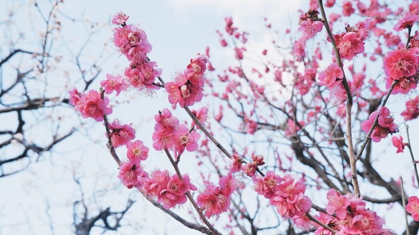 【吹田】万博記念公園の梅林に行ってきました！「梅まつり」は3月13日（日）まで