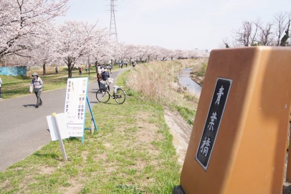 桜並木観ながらをサイクリングして、青葉橋まで辿り着きました。