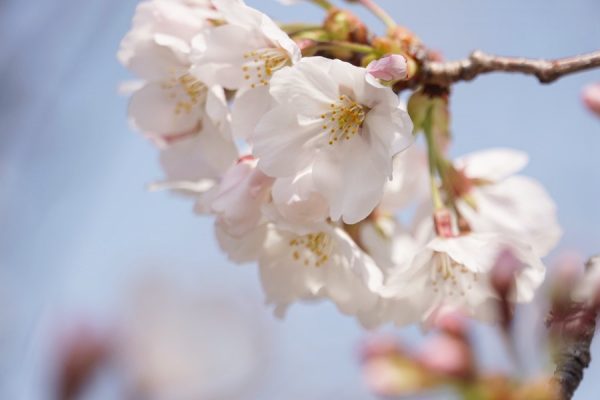 青空にソメイヨシノの淡いピンク色の桜が、とても美しかったです🌸