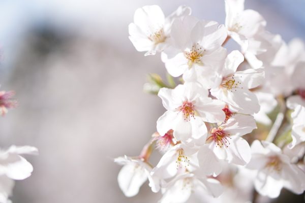 タンタンが撮影した、去年の柏西口公園の満開の桜のアップです🌸後ろの黒いのがデコイチです🚂