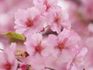 【柏】大堀川沿いに咲いています！濃い桃色の花をつける愛らしい河津桜🌸