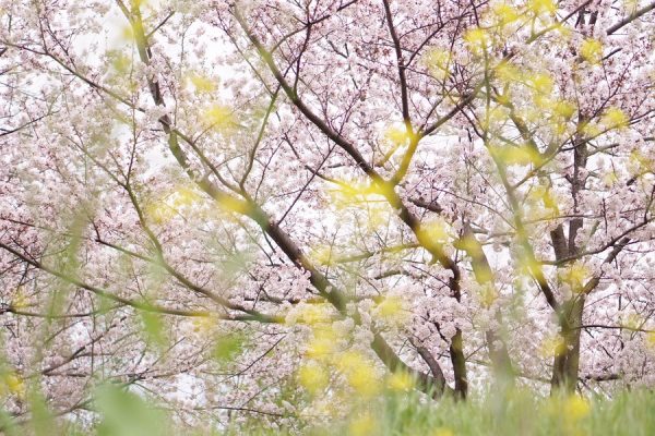 菜の花を前ボケにして、川沿いの桜にピントを合わせてを撮りました🌸