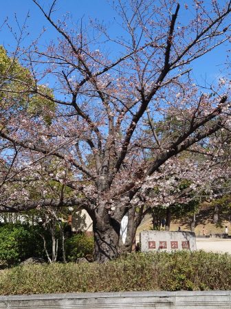 中桜塚にある「大塚公園」の桜。公園内の大塚古墳や対面の御獅子塚古墳など桜も歴史も楽しめる好きなスポット
