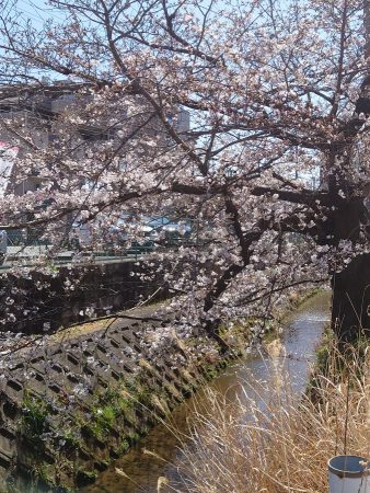 神崎利根山線、熊野町4北交差点ちょっと入った兎川の桜。kokiyさん紹介「ニック＆レネイ」のすぐ近く