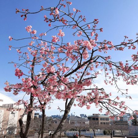河津桜といって、原木は静岡県は河津市のもの。ほぼ1ヶ月も開花しているそうです。