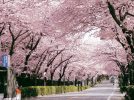 【松戸】まもなく開花！歩いて楽しめる桜スポット